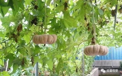 查企业吃瓜,职场八卦背后的真相与影响