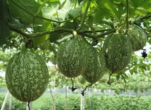 该怎么吃吊瓜好吃呢视频,吊瓜怎么吃才最好吃